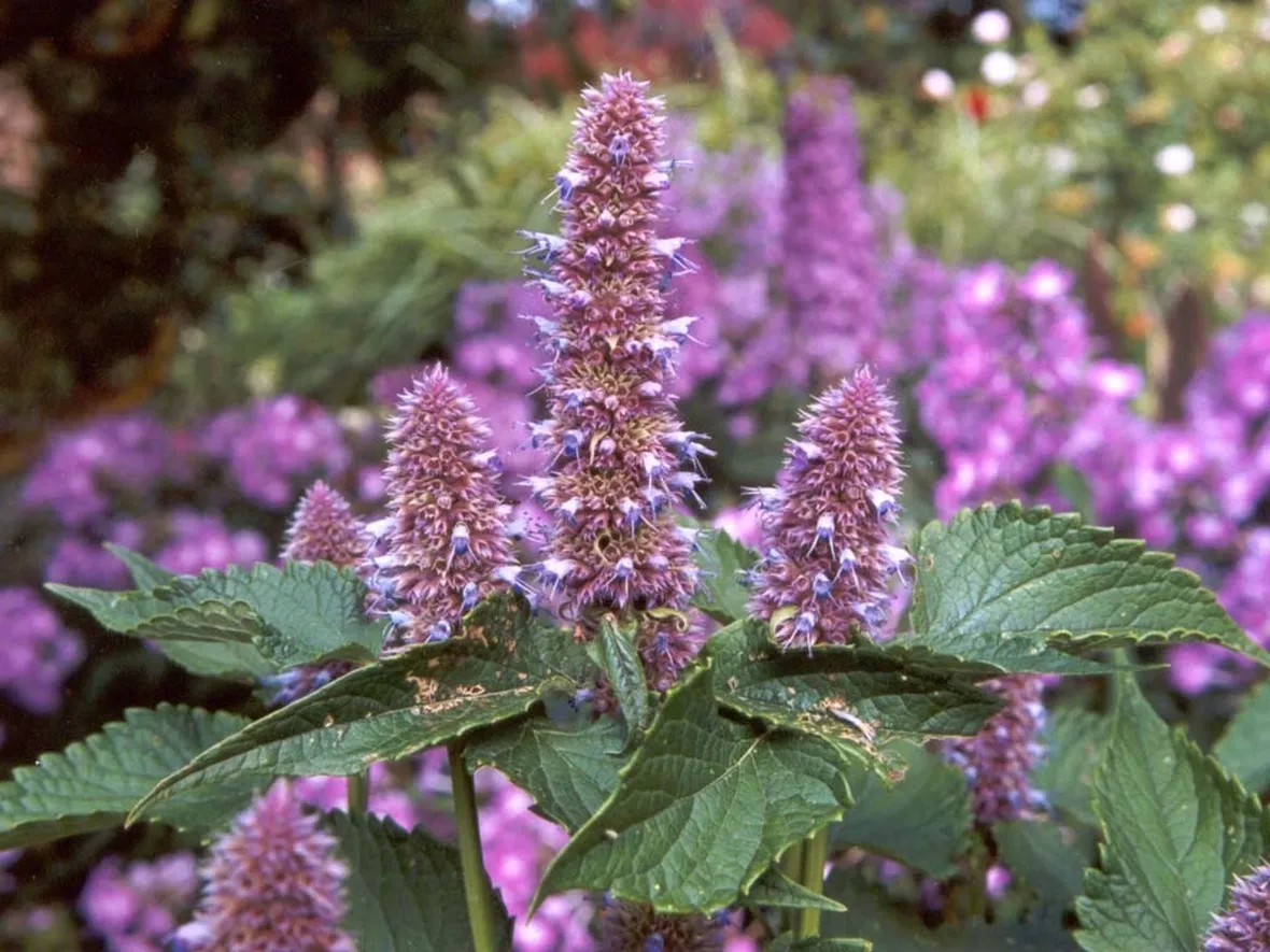 Fiori agastache