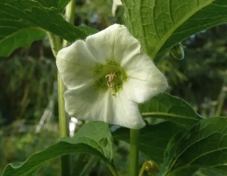 Fiore alchechengi