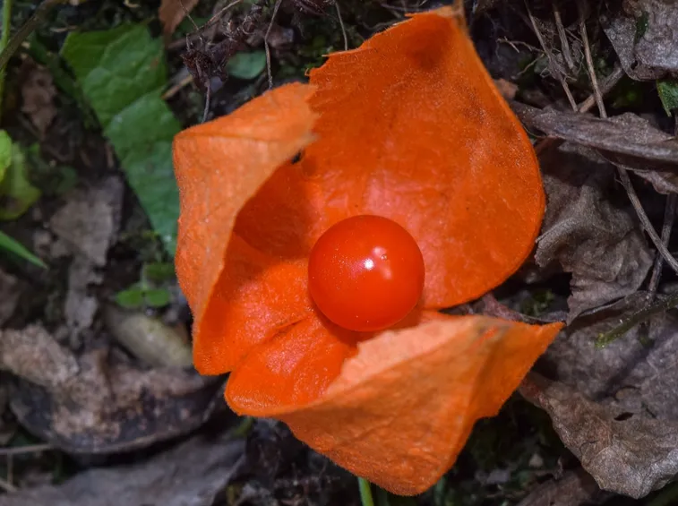Il frutto arancione degli alchechengi