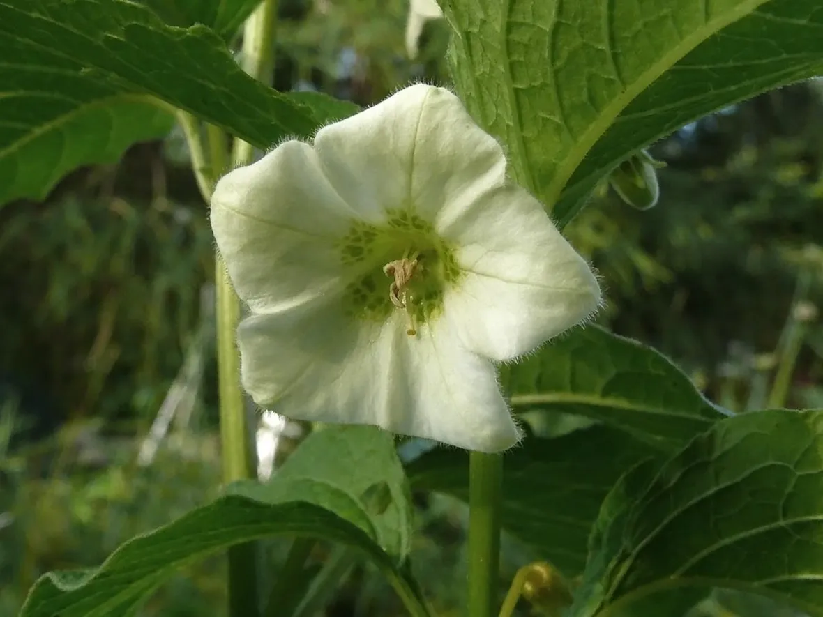 Fiore alchechengi
