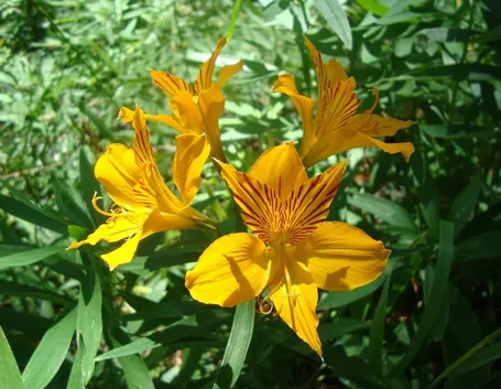 Varietà aurantiaca di alstroemeria