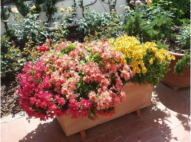 Varietà di alstroemeria in vaso