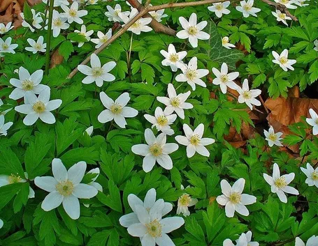 Anemone nemorosa fiorita