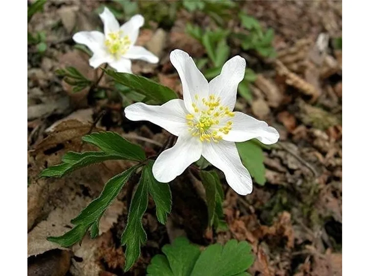 Fiore di anemone nemorosa