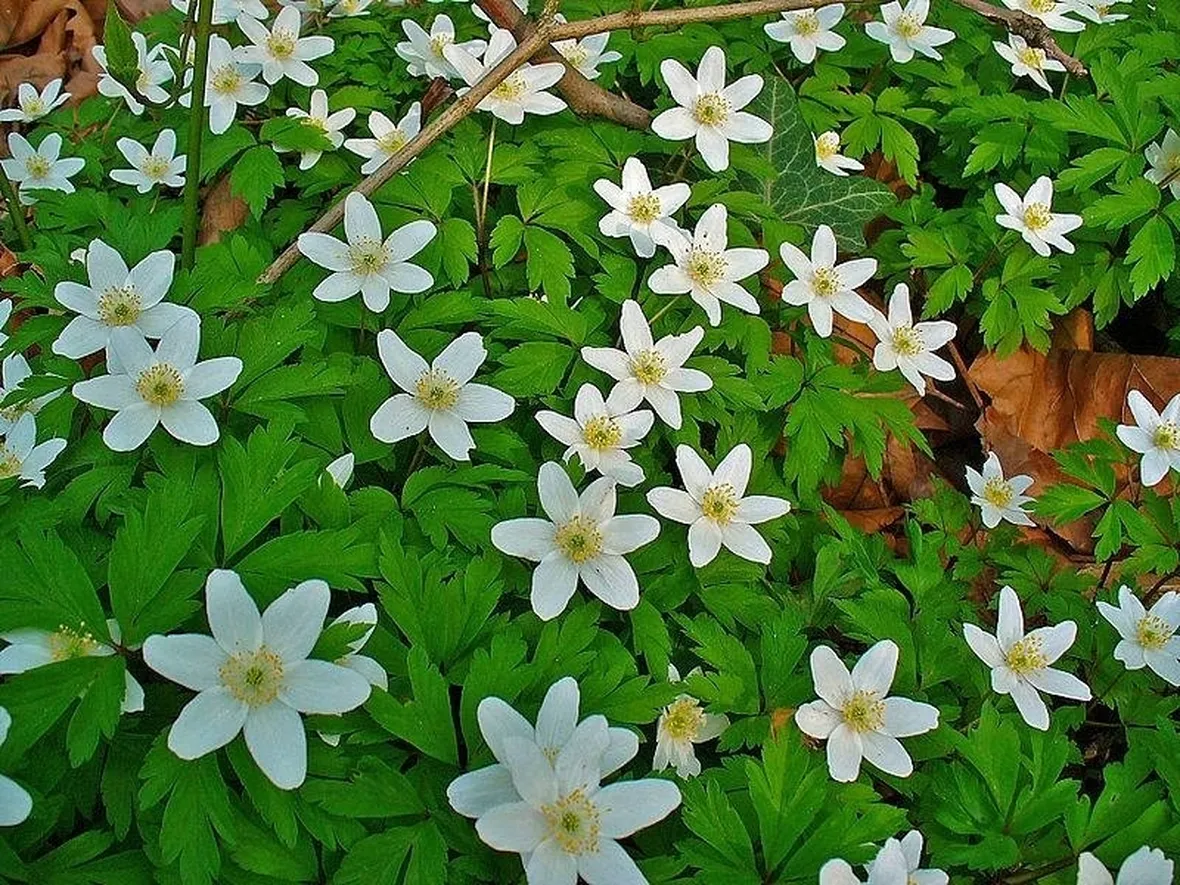 Anemone nemorosa fiorita