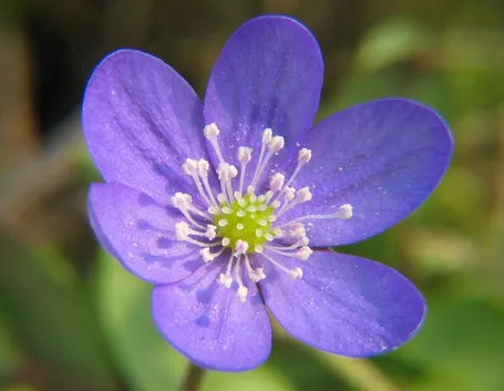anemone nemerosa