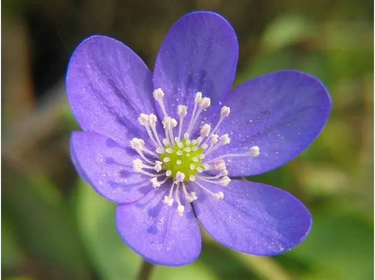anemone nemerosa