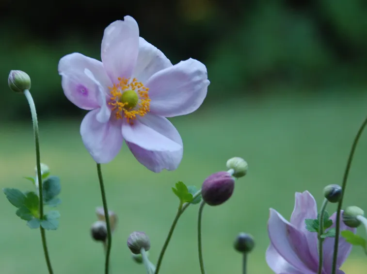 anemone alpina