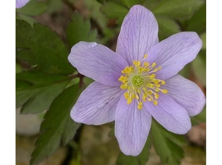 anemone nemerosa robinsoniana