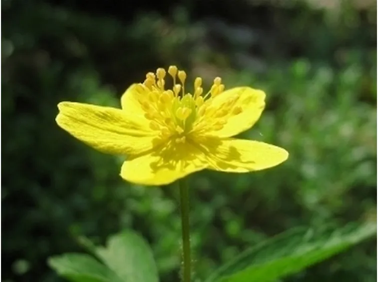 anemone ranunculoides 0572