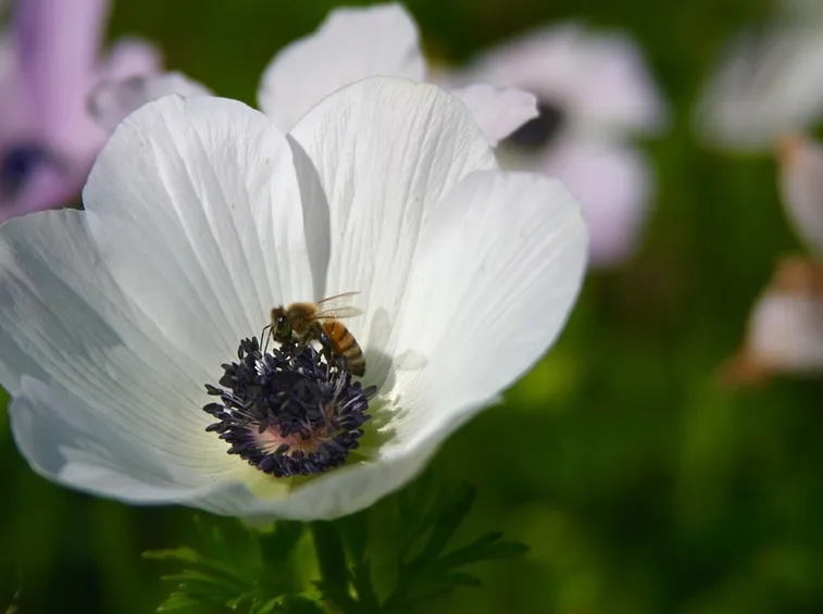 anemone bianco