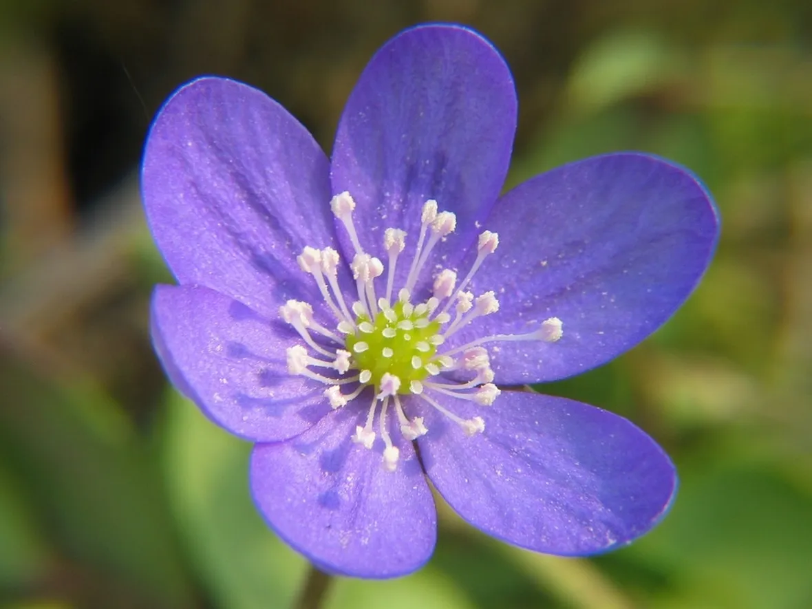anemone nemerosa