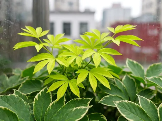 Aralia