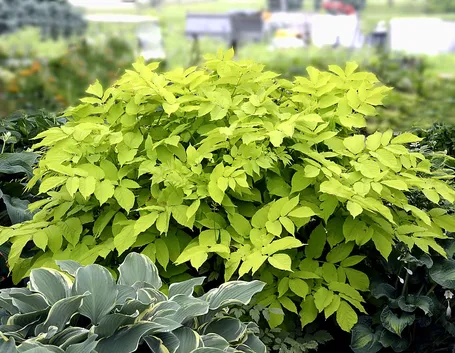 Aralia
