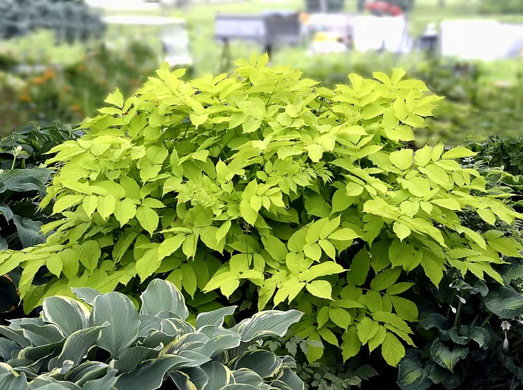 Aralia