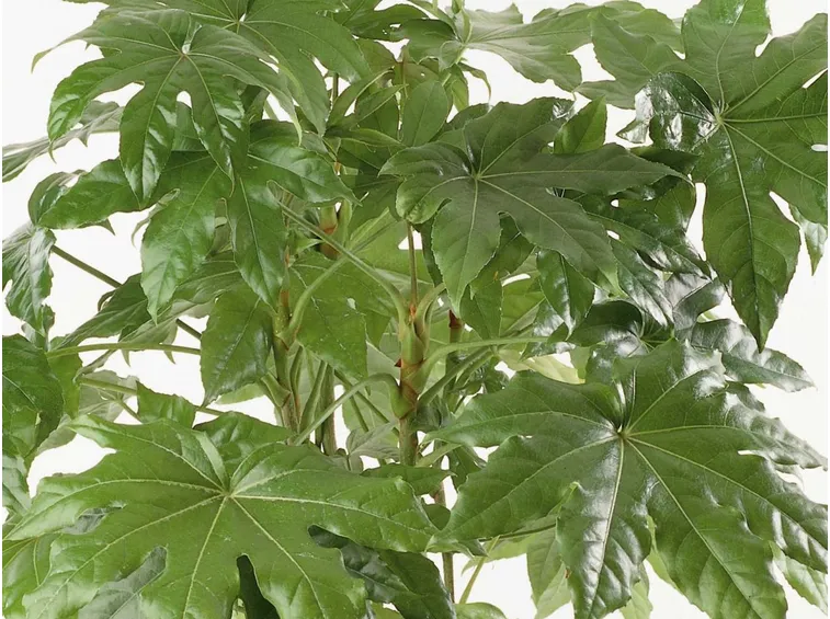 Aralia vaso