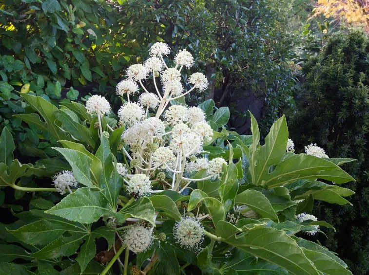 Aralia fiore