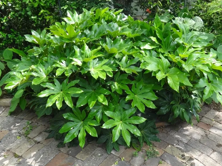 Foglie pianta