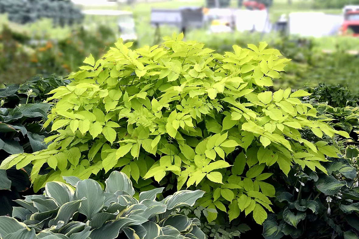 Aralia