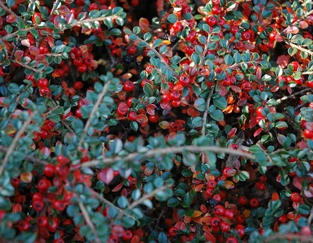 Bacche cotonastro