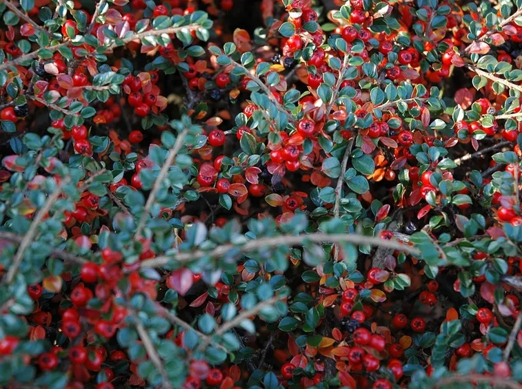 Bacche cotonastro