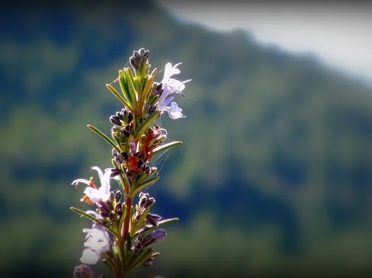 Arbusti piante perenni