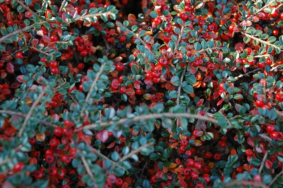 Bacche cotonastro