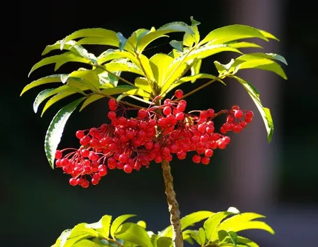 ardisia crenata bacche