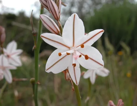Fiore asfodelo bianco