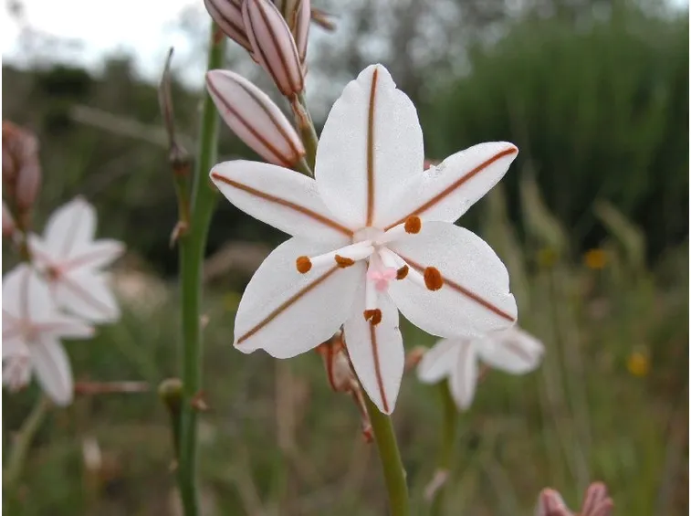 Fiore asfodelo bianco