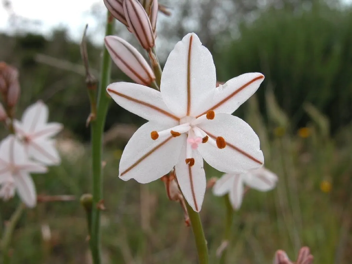 Fiore asfodelo bianco