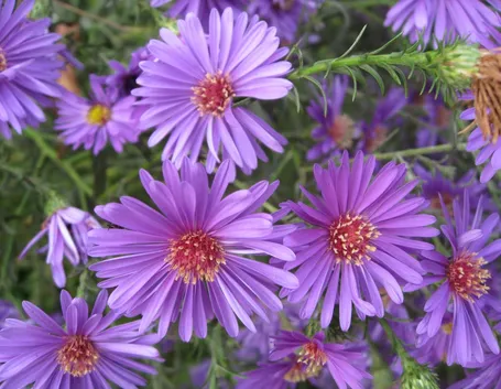 foto aster