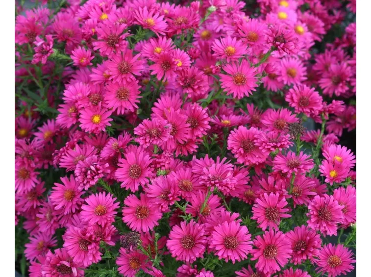 astro rosa