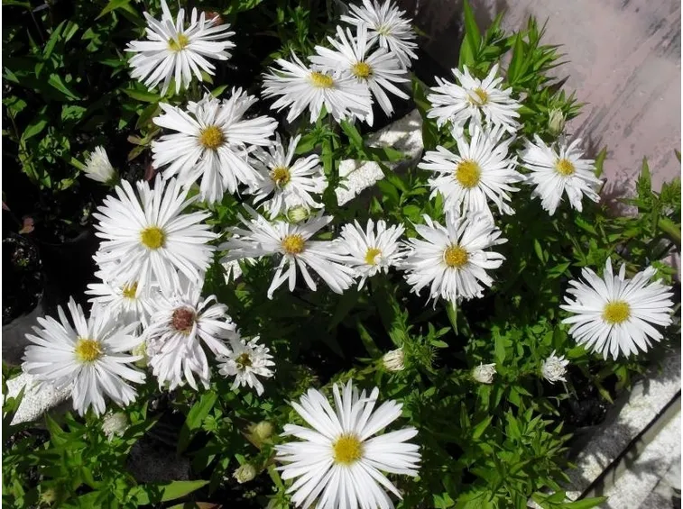 aster bianco