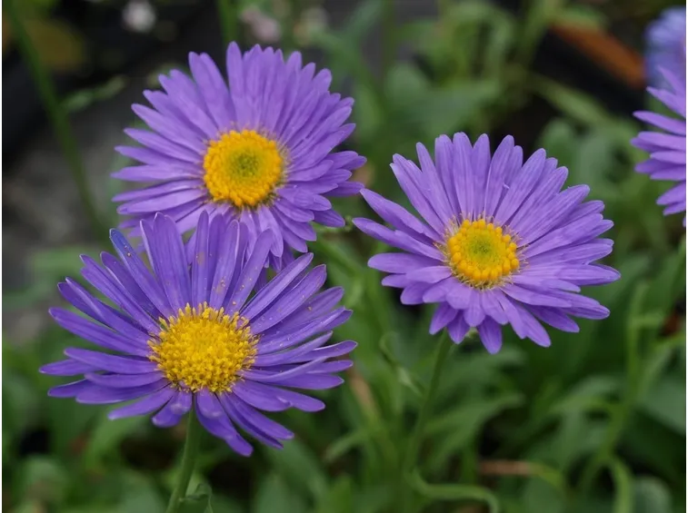 astro viola