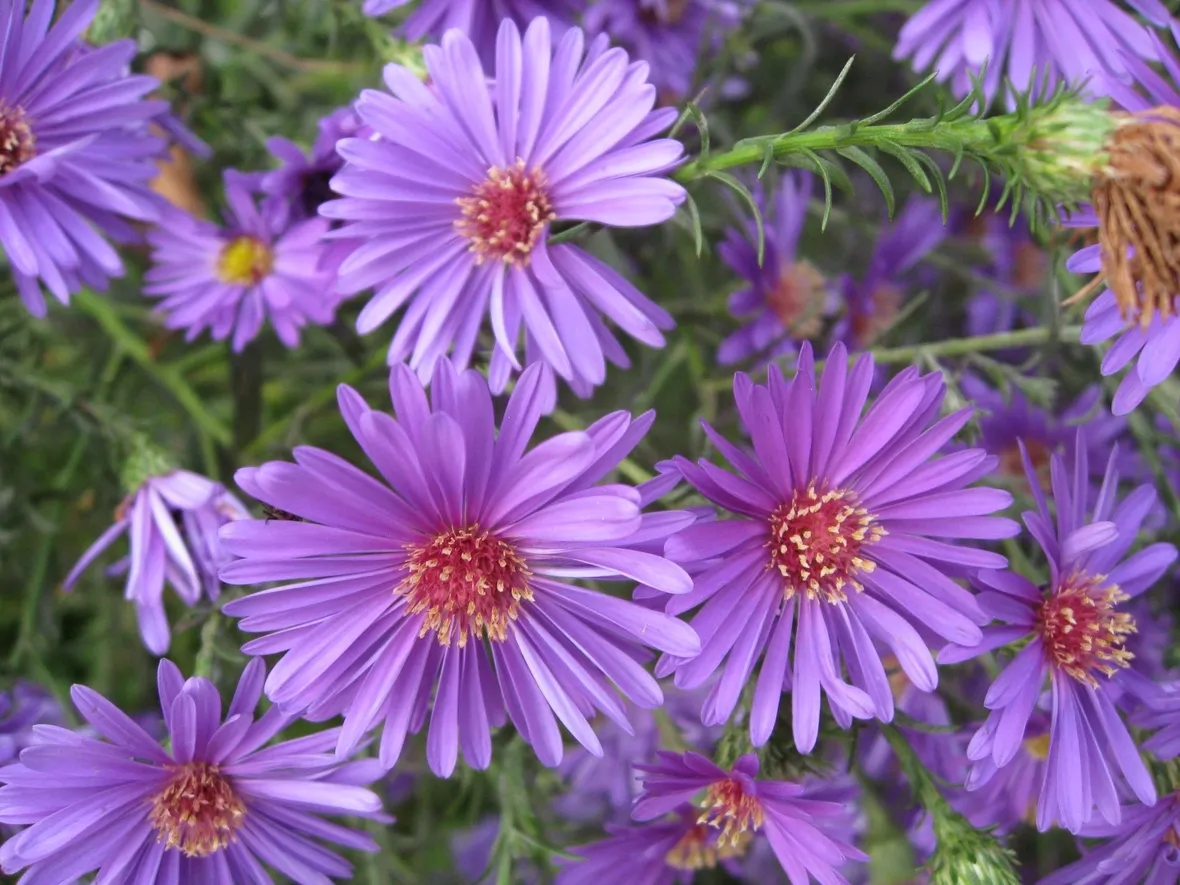 foto aster
