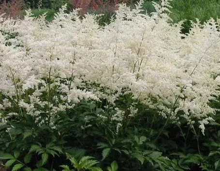 Astilbe con fiori bianchi