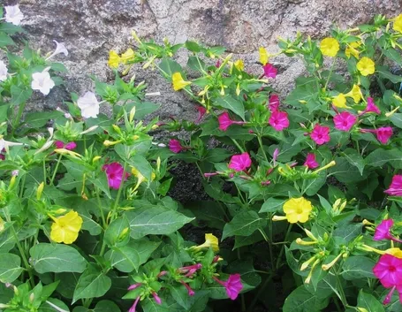 Belle di notte fiore