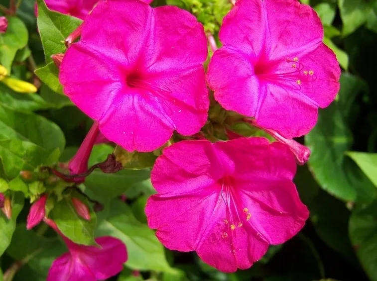 Varietà colori