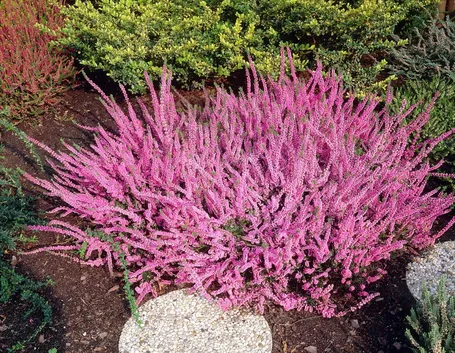 Calluna vulgaris
