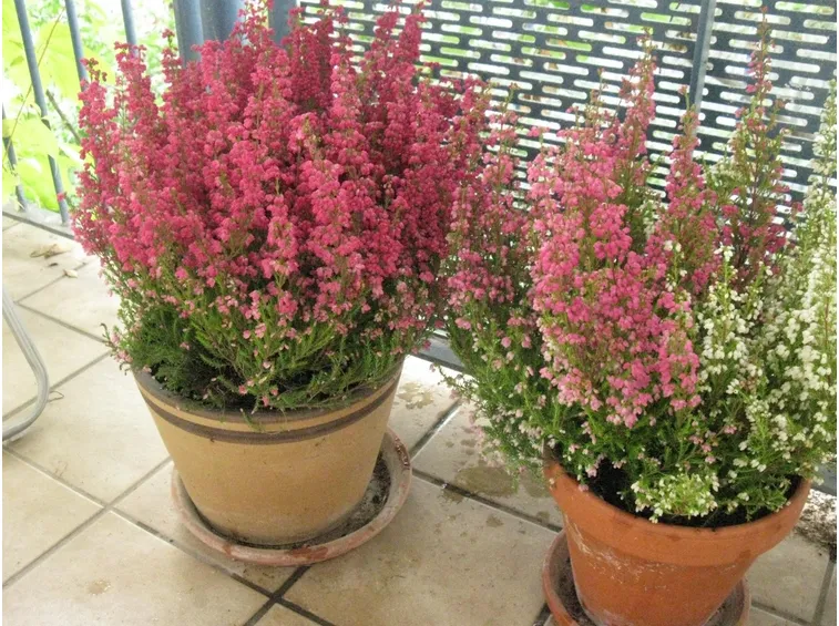 Pianta Calluna