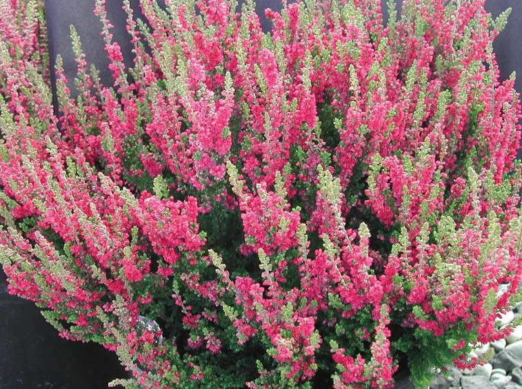 Brugo fiore