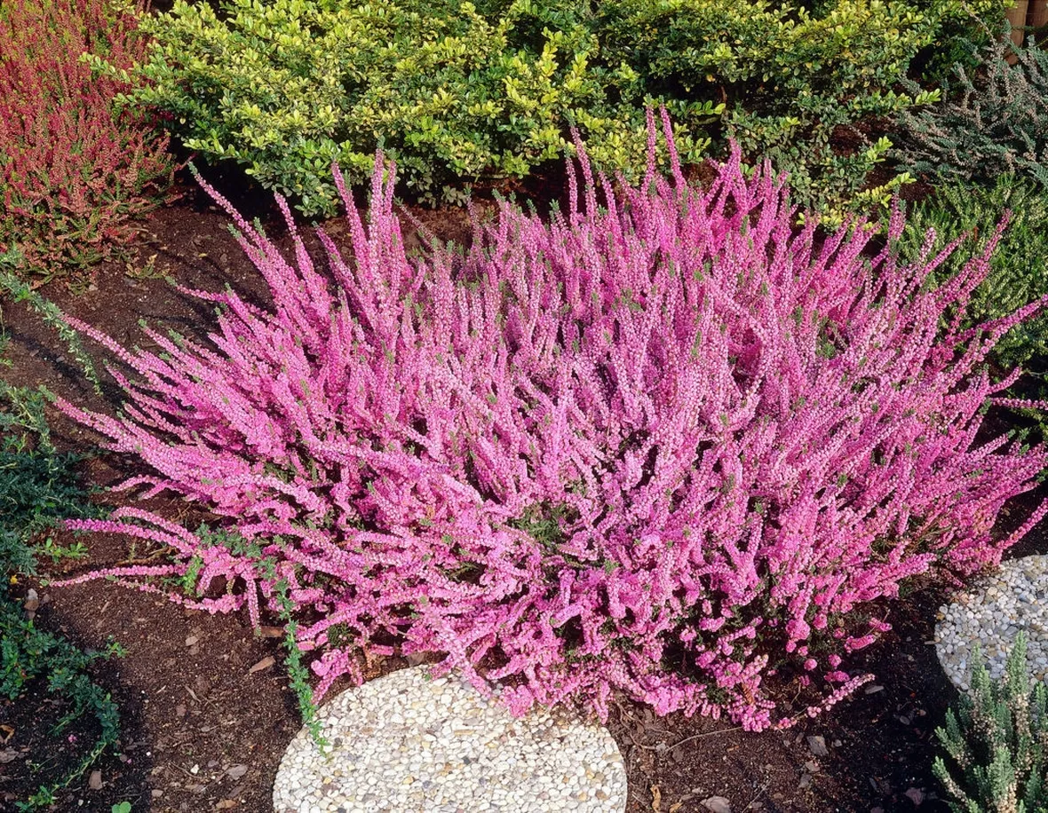 Calluna vulgaris