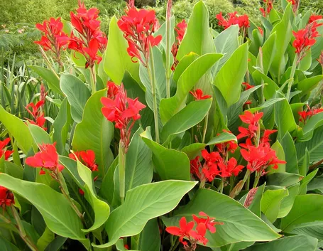 Esemplari canna indica
