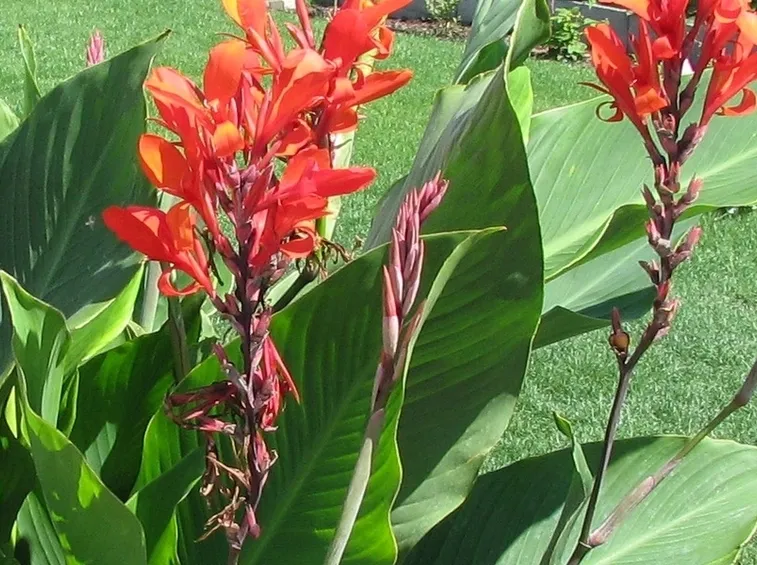 Fiori canna indica