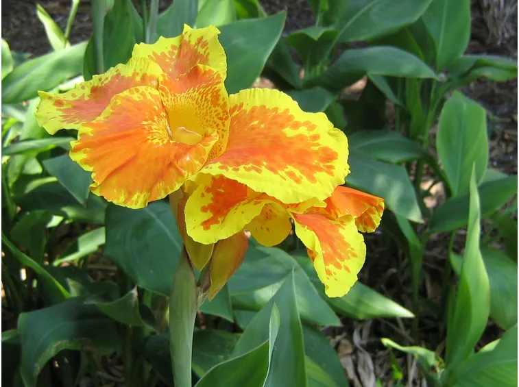 Fiore variegato