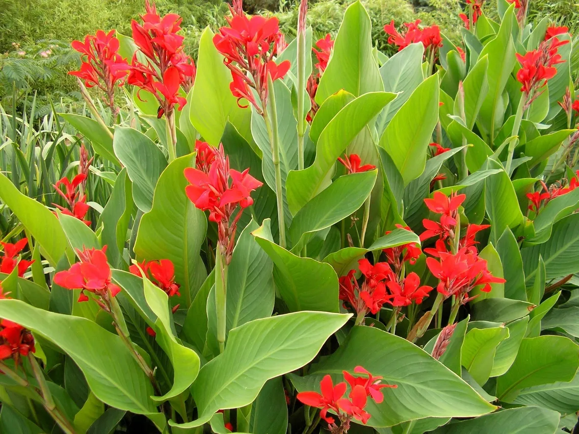 Esemplari canna indica