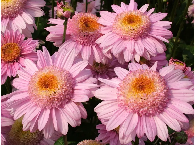 crisantemo fiore semplice