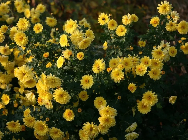 chrysanthmum fiore piccolo