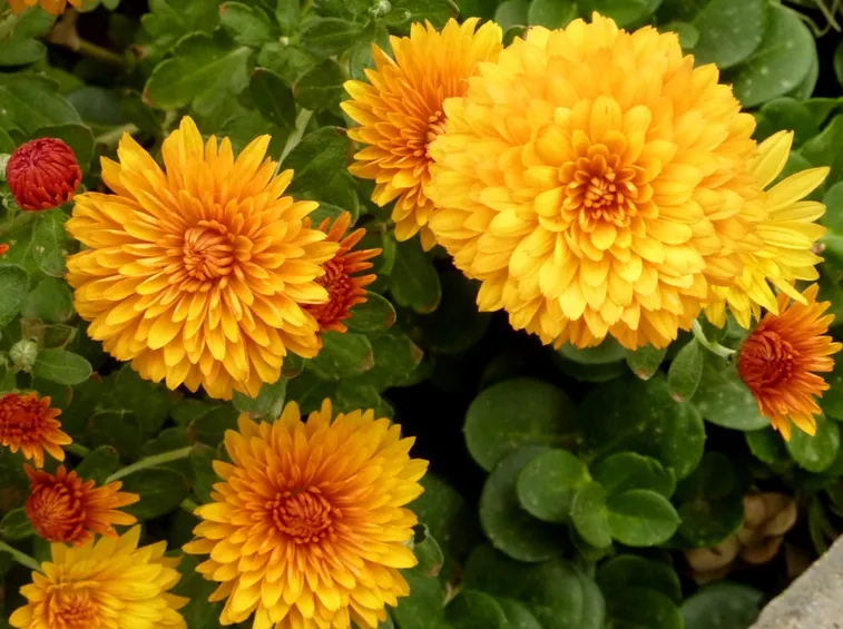 chrysanthemum 